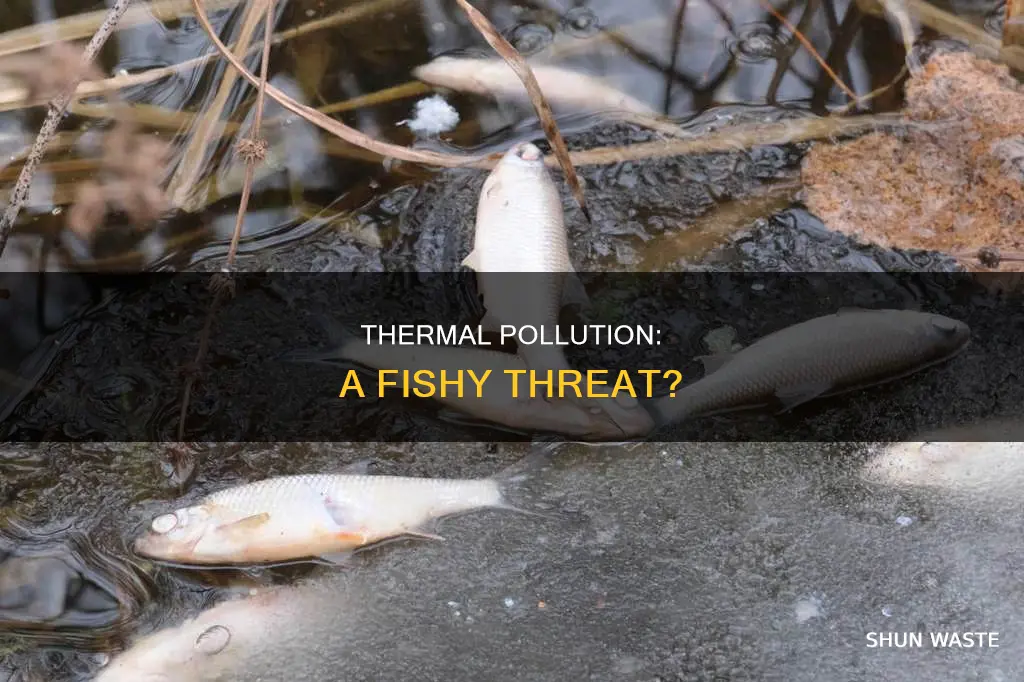 does thermal pollution do anything ro fish