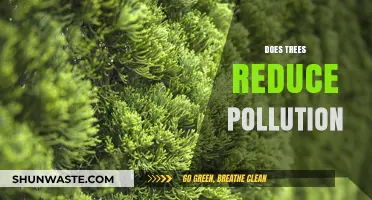Trees: Our Natural Allies Against Pollution