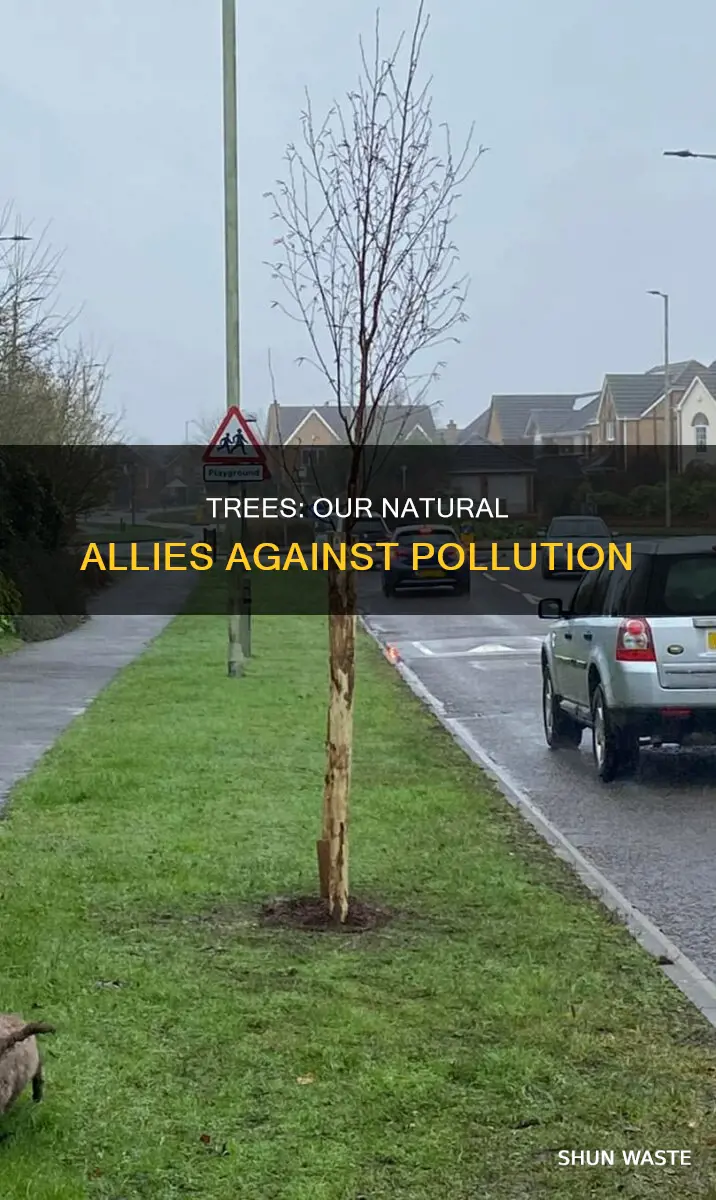 does trees reduce pollution
