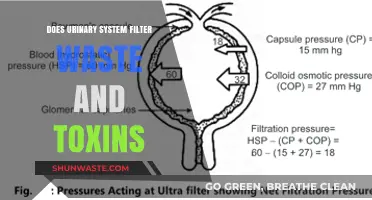 How the Urinary System Filters Waste and Toxins: A Deep Dive