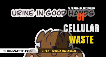 How the Urinary System Eliminates Cellular Waste: A Comprehensive Guide