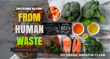 Unraveling the Myth: Vitamin B12 and Its Human Waste Connection