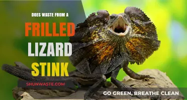 Does Frilled Lizard Waste Smell Bad? Uncovering the Truth