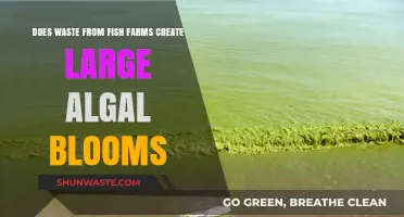 Fish Farm Waste: Algal Bloom Catalyst or Environmental Myth?