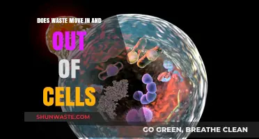 Cellular Waste Dynamics: How Substances Move In and Out of Cells
