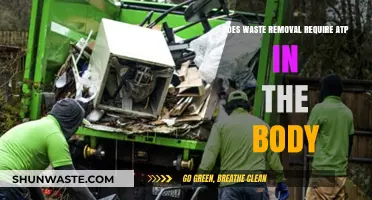 ATP's Role in Waste Removal: Essential Energy for Body Detoxification