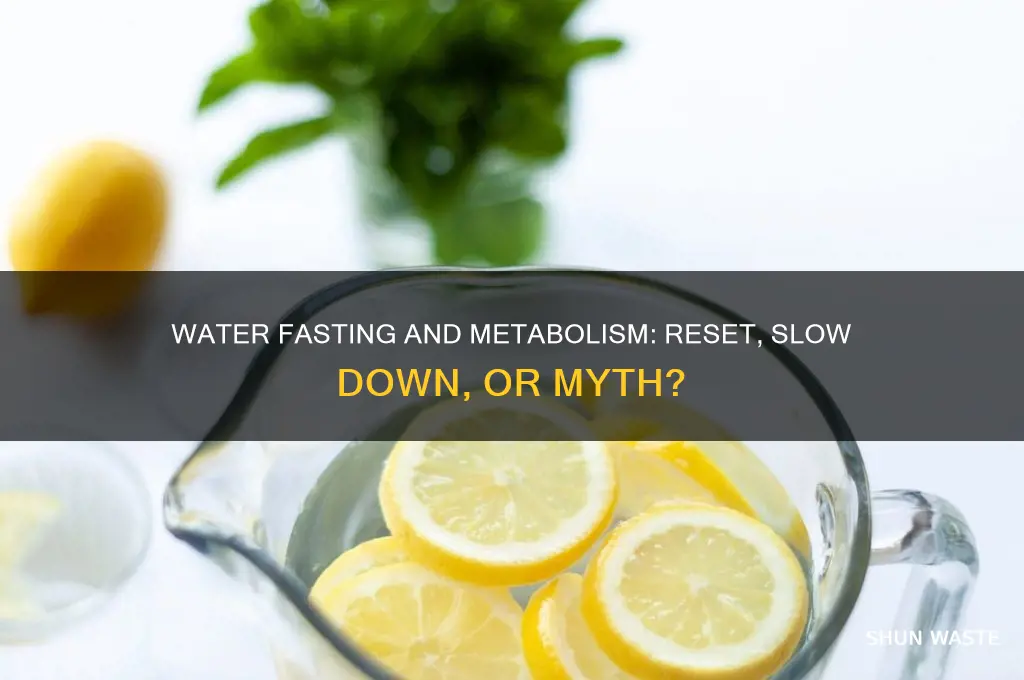 does waster fasting reset or slow down your metabolism