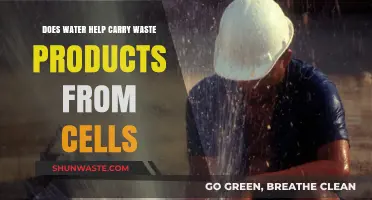 How Water Aids in Removing Cellular Waste from the Body