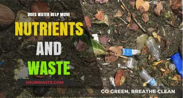 How Water Facilitates Nutrient Absorption and Waste Elimination in the Body