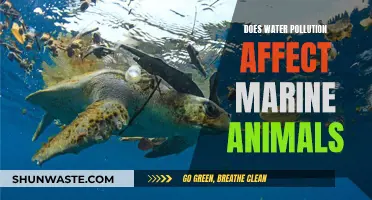 Water Pollution: Impact on Marine Life and Animals