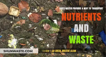 Water's Vital Role in Nutrient Transport and Waste Removal