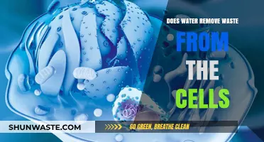 How Water Flushes Toxins: Cellular Waste Removal Explained