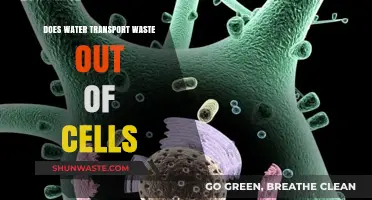 How Water Efficiently Removes Waste from Cells: A Detailed Look