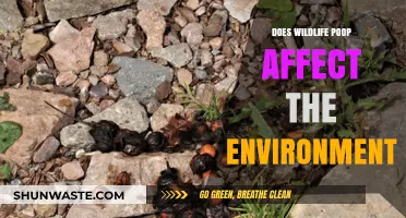 Wildlife Waste: Environmental Impact and Ecosystem Role Explained