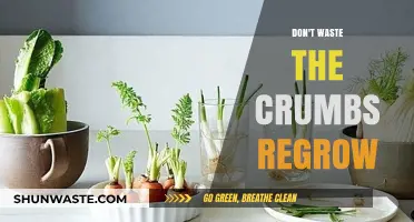 From Scraps to Harvest: The Art of Regrowing Food
