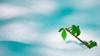 environment adapt
