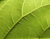 environment others