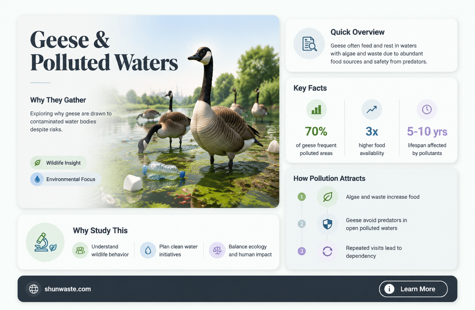 are geese attracted to polluted waters