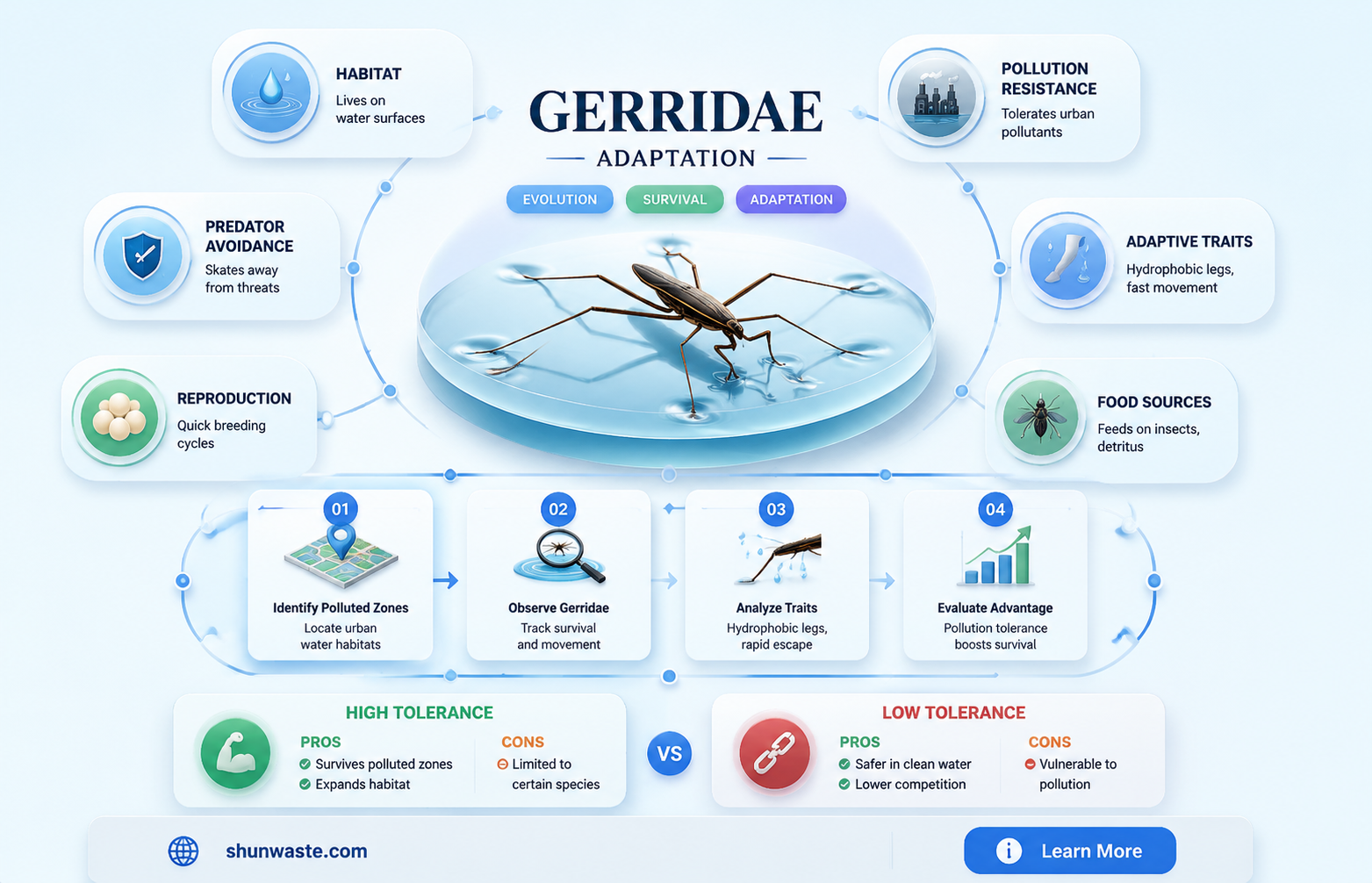 are gerridae tolerant to pollution
