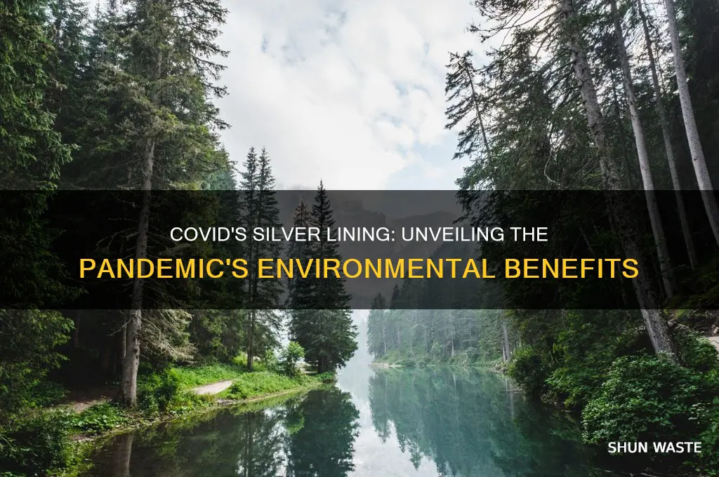 has covid had a positive impact on the environment