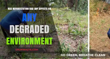Reforestation's Impact: Reviving Degraded Ecosystems and Restoring Environmental Balance
