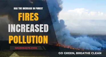 Forest Fires: Impact on Pollution and the Environment