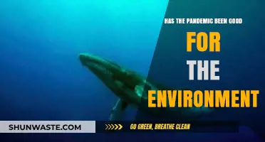 Pandemic's Silver Lining: Environmental Gains Amid Global Health Crisis