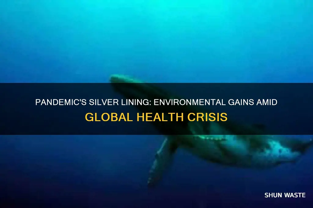 has the pandemic been good for the environment