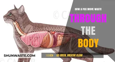 Understanding the Fox's Digestive System: Waste Movement Explained