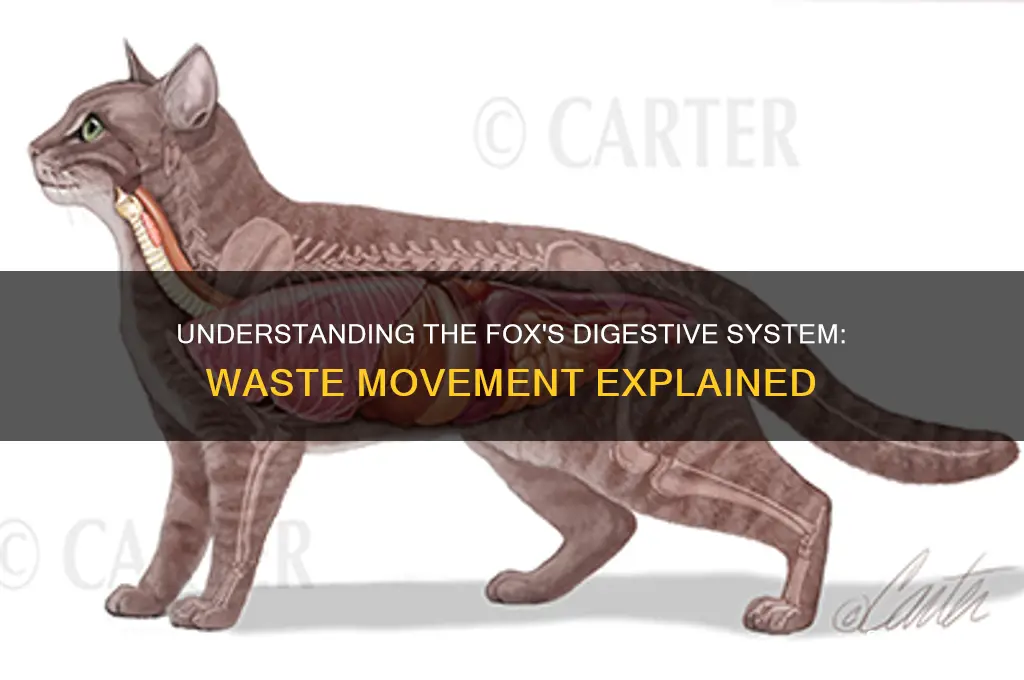 how a fox move waste through the body