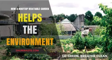 Green Roofs, Greener Planet: Rooftop Vegetable Gardens' Eco-Impact
