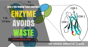 Efficient Enzyme Function: Avoiding Waste in Two-Domain Systems