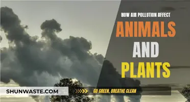 Air Pollution's Impact on Nature: Animals and Plants