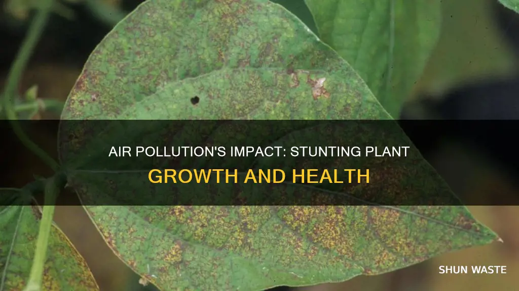 how air pollution affects plant growth