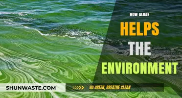 Algae's Eco-Friendly Impact: Boosting Biodiversity and Combating Climate Change