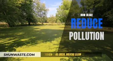 Algae: Nature's Pollution Solution