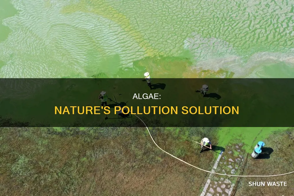 how algae reduce pollution