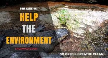 Alligators: Unsung Heroes of Ecosystem Balance and Biodiversity