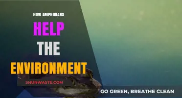 Amphibians: Unsung Heroes Sustaining Ecosystems and Environmental Balance