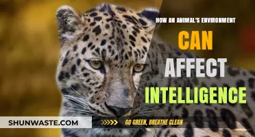 Environmental Influences on Animal Intelligence: Unlocking Cognitive Potential in Nature