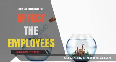 How Workplace Environment Shapes Employee Productivity and Satisfaction