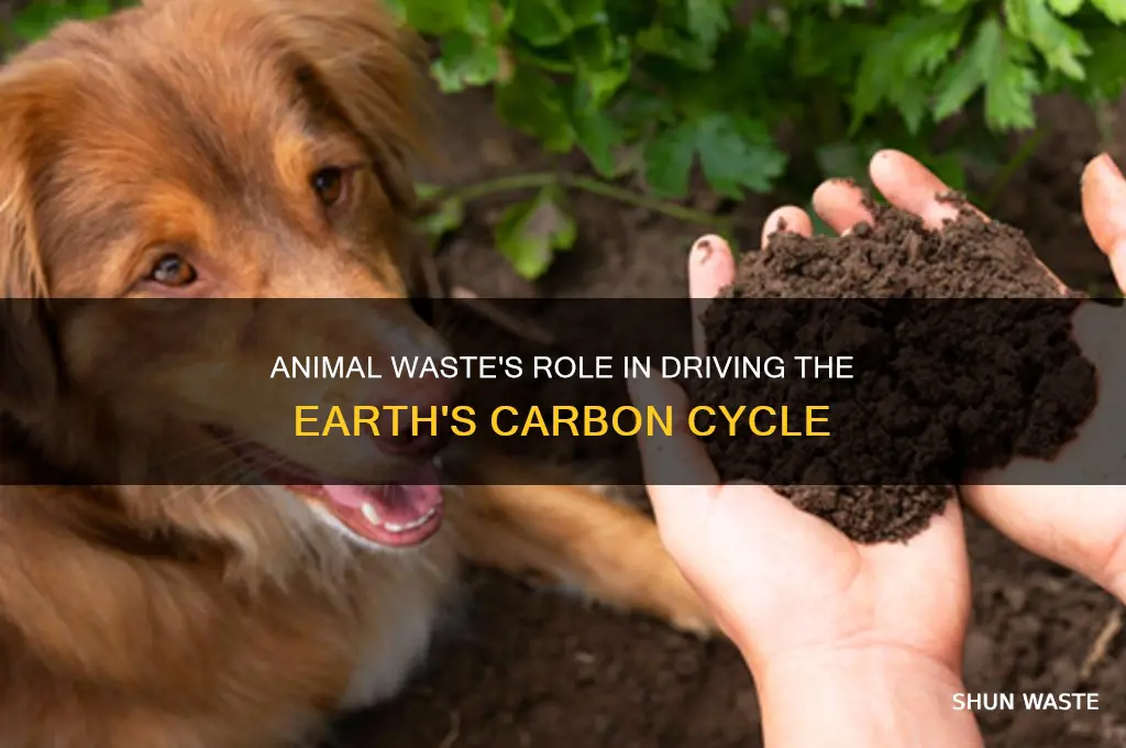 how animal waste contributes to the carbon cycle
