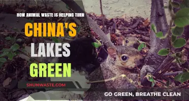 Animal Waste Fuels China's Green Lake Revolution: A Sustainable Solution