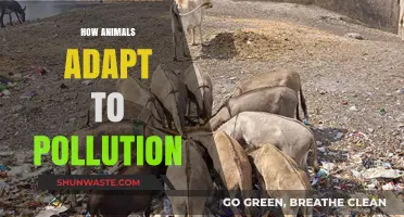Animals' Resilience: Adapting to Human Pollution