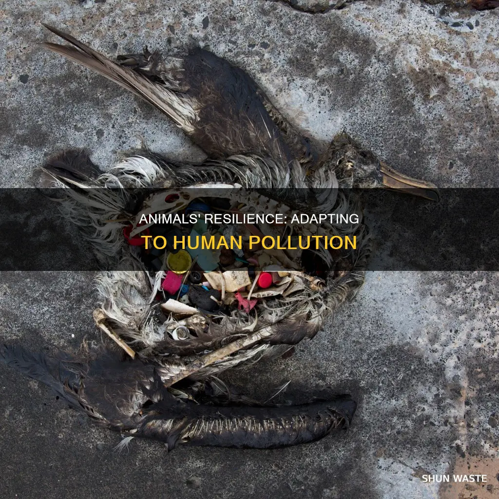 how animals adapt to pollution