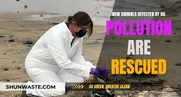 Rescuing Animals From Oil Spills: A Step-by-Step Guide