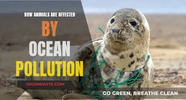 Ocean Pollution: Understanding its Impact on Animal Life