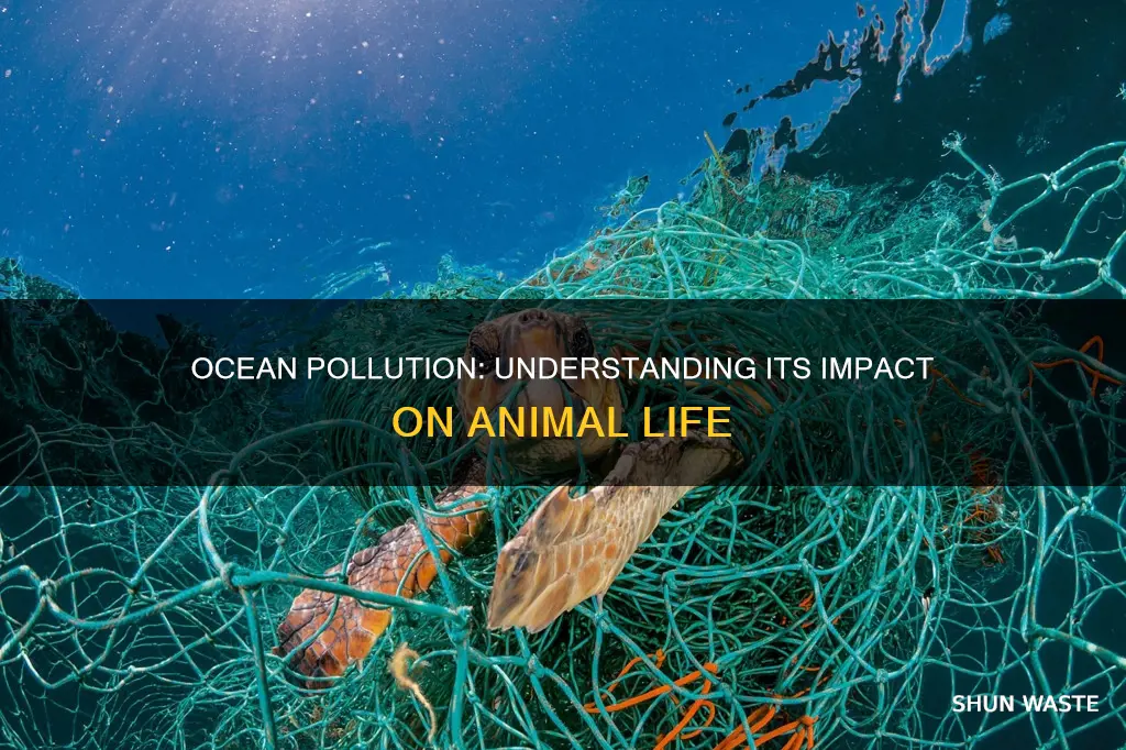 how animals are affected by ocean pollution