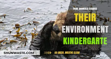 Kindergarten Wonders: How Animals Transform Their Habitats and Surroundings
