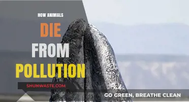 Pollution's Deadly Impact on Animals